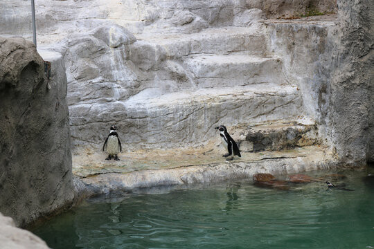 Penguin Swimming by Rocky Shore