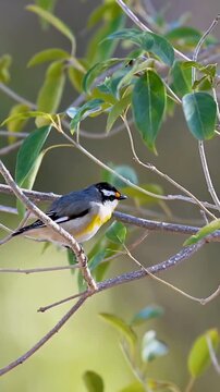 Small Striated Pardalote perched on leafy tree branch close up
