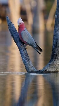 Pair of Galah cockatoos drinking water on dead tree trunk by the lake 