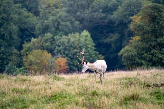 White fallow deer buck stands sideways in open meadow
