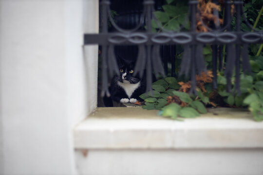 black and white cat peeking through ornate metal fence in garden