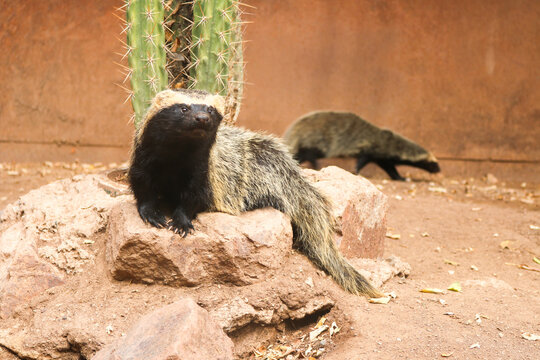 Grison Resting Beside a Cactus