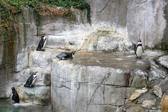 Penguins Resting on Rocky Ledges