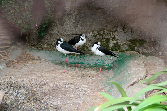 Black and White Wading Birds in Santiago