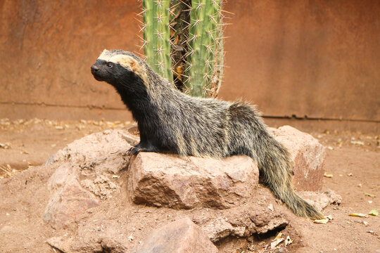Greater Grison Resting on a Rock