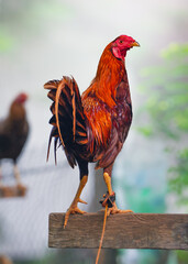 Tethered Fighting Cock Perched on Wooden Platform in Rural Philippines © Kris