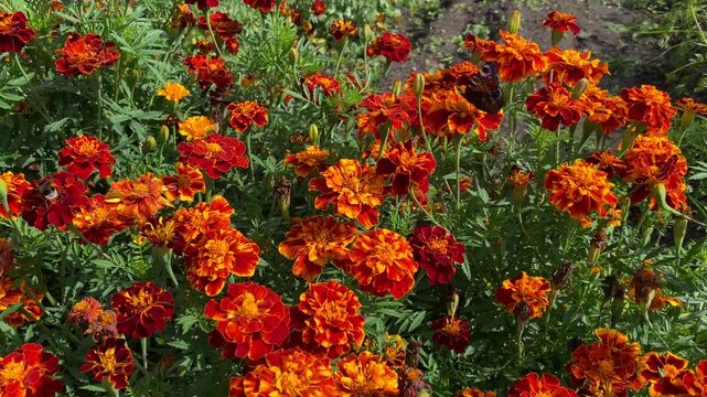 Insects pollinate the bright red marigold flowers. A bumblebee and butterflies hover over the flowers on a sunny day.