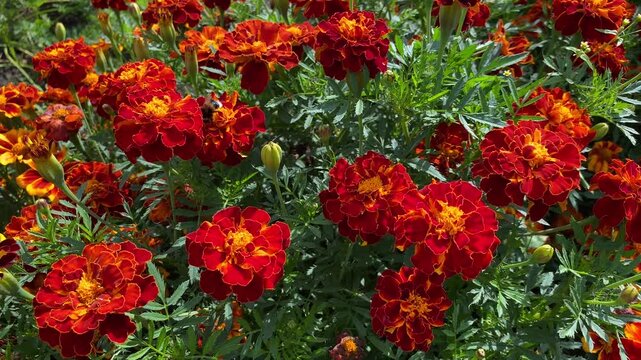 Insects pollinate the bright red marigold flowers. A bumblebee and butterflies hover over the flowers on a sunny day.