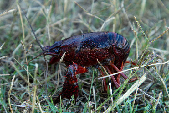 Red swamp crayfish crawls on dry grass near rice fields in Spain