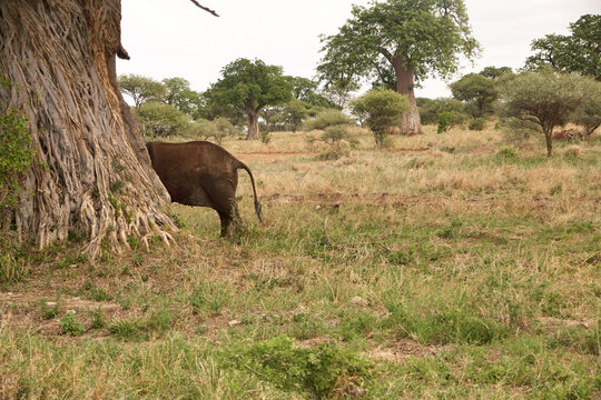 Ein Afrikanischer Elefant steht teilweise hinter dem Stamm eines gro&szlig;en Baumes in einer trockenen Savannenlandschaft.