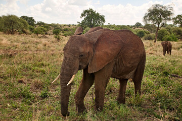 Fototapeta premium Ein Afrikanischer Elefant bewegt sich im Profil durch trockenes Grasland; ein weiterer Elefant steht im Hintergrund.