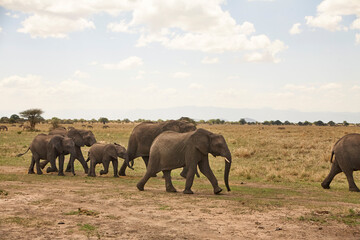 Fototapeta premium Eine Gruppe Afrikanischer Elefanten bewegt sich durch die trockene Savanne; mehrere Zebras sind im Hintergrund zwischen den Bä umen sichtbar.