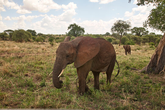 Ein Afrikanischer Elefant steht seitlich im trockenen Grasland; ein weiterer Elefant ist weiter hinten zwischen B&auml; umen sichtbar.