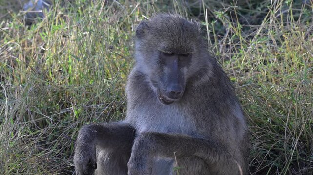 Mother baboon carrying baby while foraging and eating