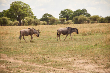 Zwei Weißbartgnus bewegen sich durch eine trockene Savannenlandschaft mit Bäumen, Buschwerk und offenem Grasland. © Jane Be. The Picture