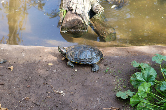Freshwater Turtle Resting Beside a Pond