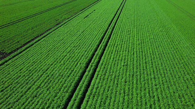 Holland Marsh is known as the heart of Canada's vegetable industry. It produces carrots onions celery lettuce potatoes parsnips cabbage cauliflower beets and a wide variety of Asian vegetables.