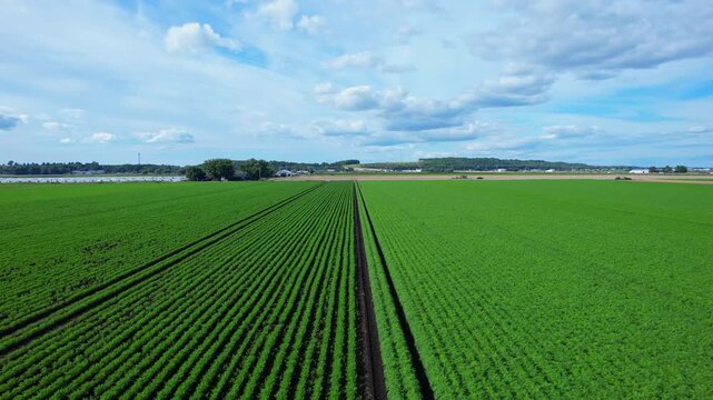 Aerial view of agricultural farms and crops fields. Agricultural landscapes from above. Soil with planted vegetables. Planting rows of crops for harvesting. Designated Specialty Crop Area.
