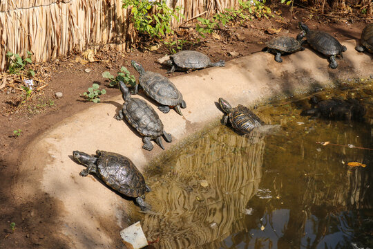 Freshwater Turtles Gathering by a Pond