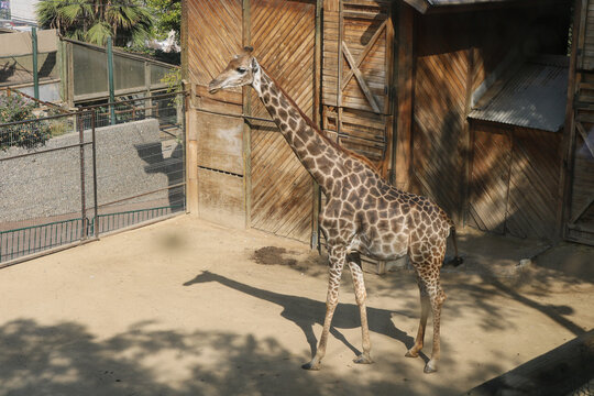 Giraffe Walking Through Its Habitat