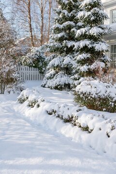 Snow-covered residential garden with a large evergreen tree, shrubs and a white house on a bright winter day
