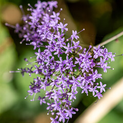 fleur © Azal