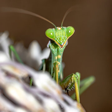 Sphodromantis viridis 