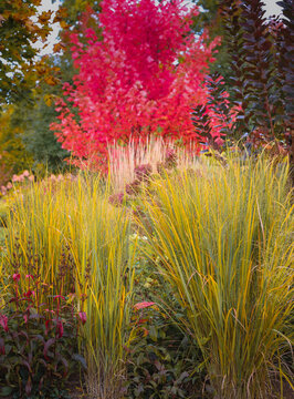 Golden Northwind switchgrass frames a brilliant Autumn Blaze maple and Royal Purple smokebush, creating striking layers of red, gold and burgundy in an autumn garden.
