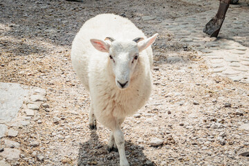 Front view portrait of white fluffy lamb standing on gravel ground at animal farm © Olha K