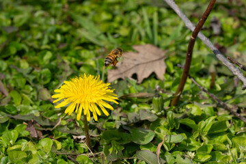 Abeja en una flor amarilla © DC Fotos
