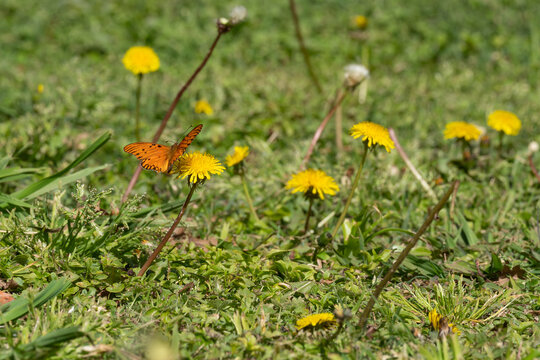 Mariposa en una flor