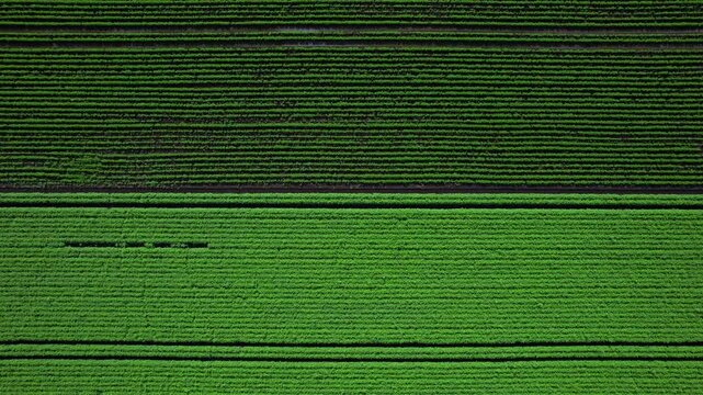 Holland Marsh is known as the heart of Canada's vegetable industry. It produces carrots onions celery lettuce potatoes parsnips cabbage cauliflower beets and a wide variety of Asian vegetables.