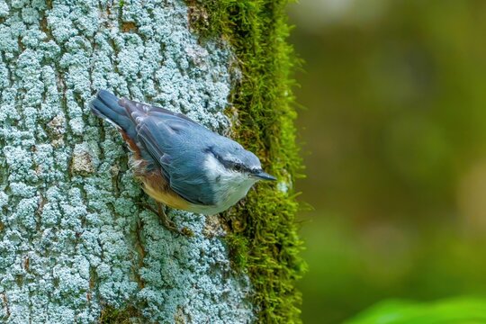 苔むした木の幹にとまるゴジュウカラのクローズアップ 野生動物と豊かな森の生態系