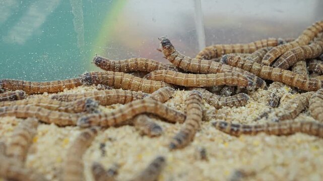 Pile of worms in a sawdust filled plastic bin
