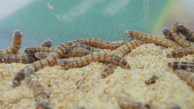 Pile of worms in a sawdust filled plastic bin