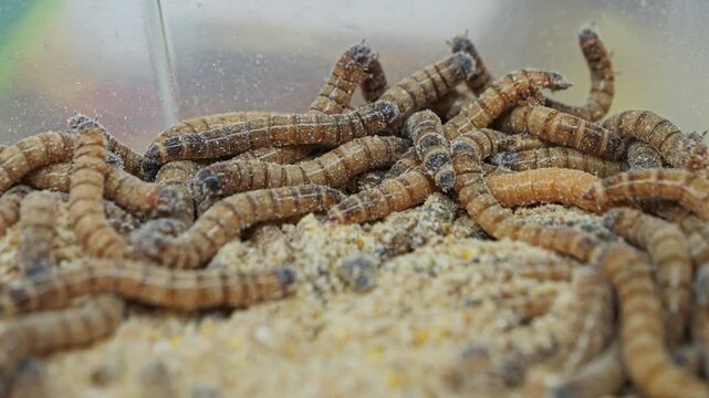 Pile of worms in a sawdust filled plastic bin