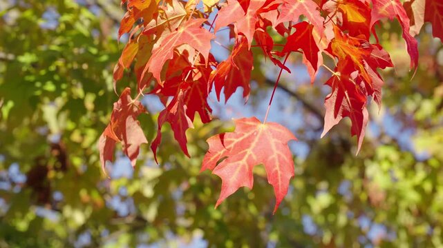 Nature in fall season. Autumnal leaf. Seasonal leaves on tree. Autumn foliage. Natural autumn leaves. Autumn nature in the park. Fall season nature. Fall leaves of tree outdoor. Autumn leaves