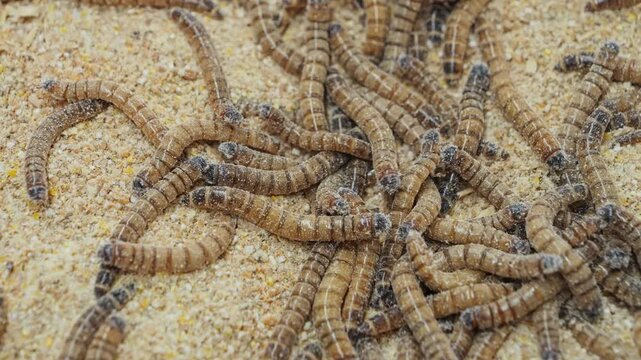 Pile of worms in a sawdust filled plastic bin