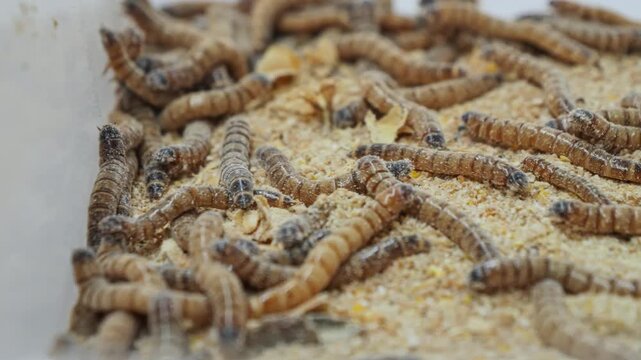 Pile of worms in a sawdust filled plastic bin