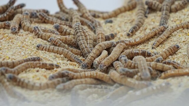 Pile of worms in a sawdust filled plastic bin