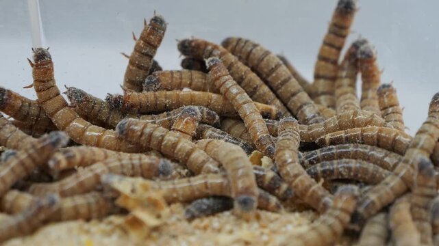 Pile of worms in a sawdust filled plastic bin