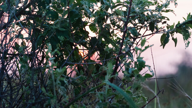 A red and blue sky and the sun in olive trees. The golden, red and blue hour of the sunrise seclusion of early morning and evening. Beautiful summer meditation. Melody of the southern tropic desert.
