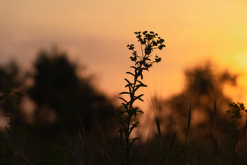 Fototapeta premium A red and blue sky and the sun in olive trees. The golden, red and blue hour of the sunrise seclusion of early morning and evening. Beautiful summer meditation. Melody of the southern tropic desert.