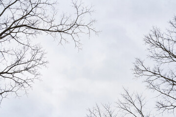 Obraz premium Bare tree branches against pale winter sky