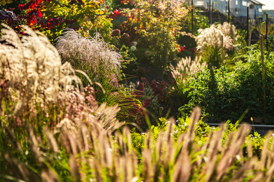 Backlit ornamental grasses in a densely planted garden