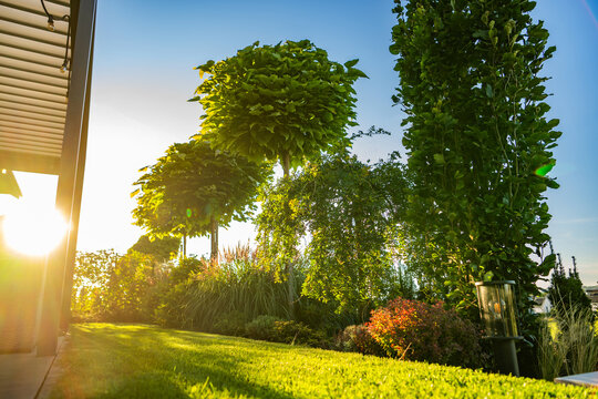 Garden trees and lawn in low evening sunlight