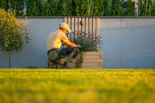 Gardener tending lavender in a wooden planter