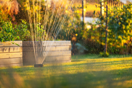 Sprinkler watering lawn beside wooden raised beds