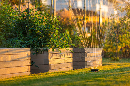 Lawn irrigation beside wooden vegetable planters