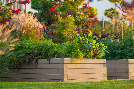 Vegetables growing in a wooden raised garden bed
